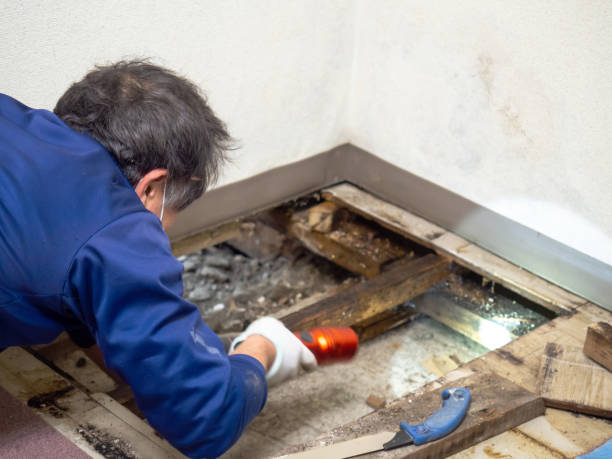 Mold Removal and Inspection in Dawson Springs, KY