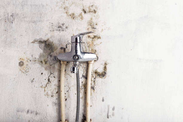 Best Emergency Mold Removal  in Dawson Springs, KY