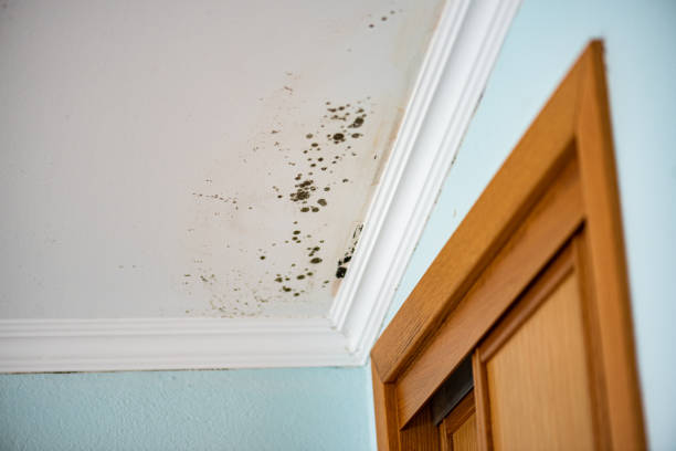 Best Home Mold Removal  in Dawson Springs, KY
