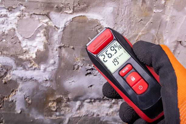Best Best Mold Removal Companies  in Dawson Springs, KY