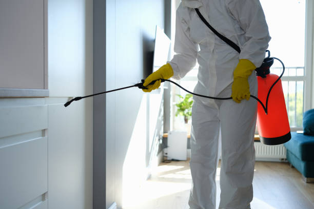 Best Mold Remediation Services  in Dawson Springs, KY