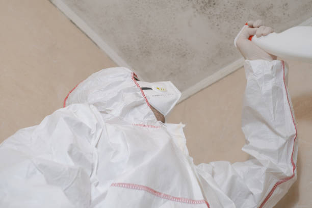 Best Attic Mold Removal  in Dawson Springs, KY