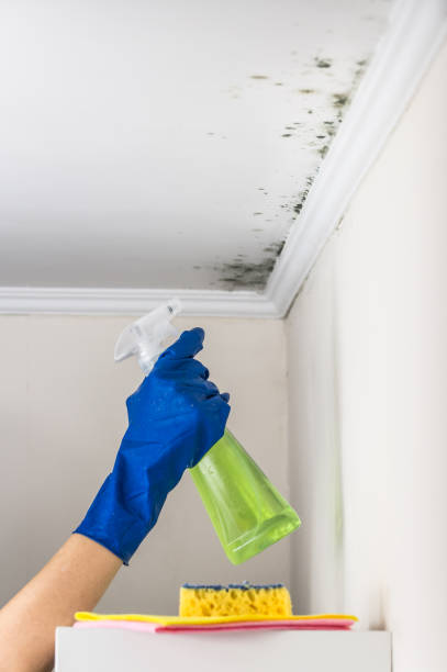Best Mold Remediation  in Dawson Springs, KY
